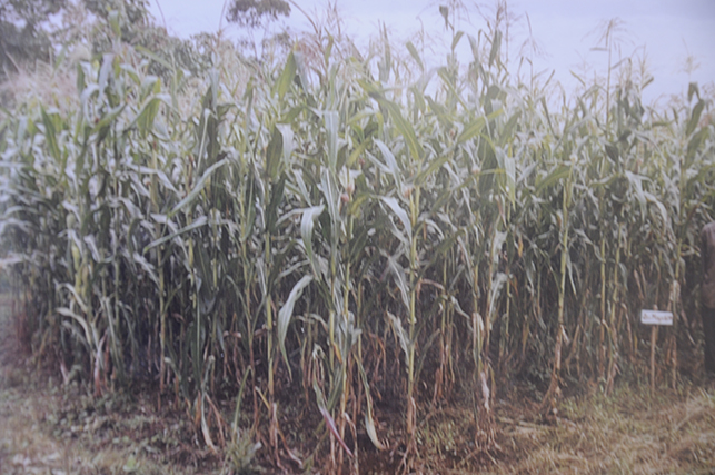 CornCropAfterOneYear