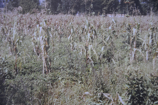 LowYieldCornCrop